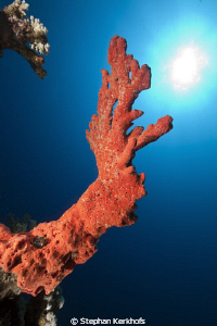coral aiming for the sun! by Stephan Kerkhofs 